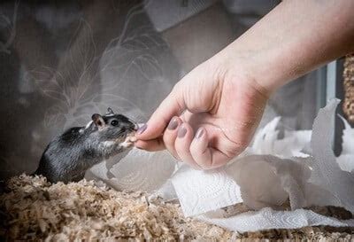 What Happens If A Gerbil Bites You? — Gerbil Welfare