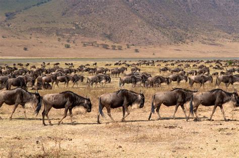 Wilde Beest Migration In Tanzania Stockbild Bild Von Haar Bereich