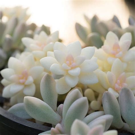 Small White And Pink Flowers In A Pot