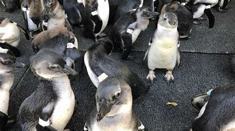 PHOTOS Shedd Aquarium Helps Rescue Abandoned Baby Penguins In South