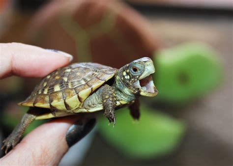 25+ best ideas about Baby turtles on Pinterest | Cute turtles, Pictures of sea turtles and Turtles