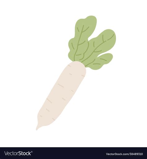 Long Tuber Japanese Daikon Radish With Leaf Vector Image