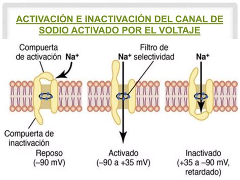 4 Potenciales De Membrana Y Potenciales De Accion Ppt