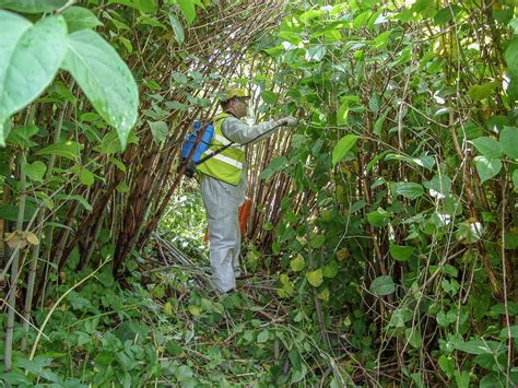 Japanese Knotweed Treatment Ash Remediation