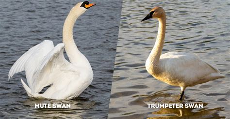 Mute Swan Vs Trumpeter Swan What S The Difference The Worlds Rarest