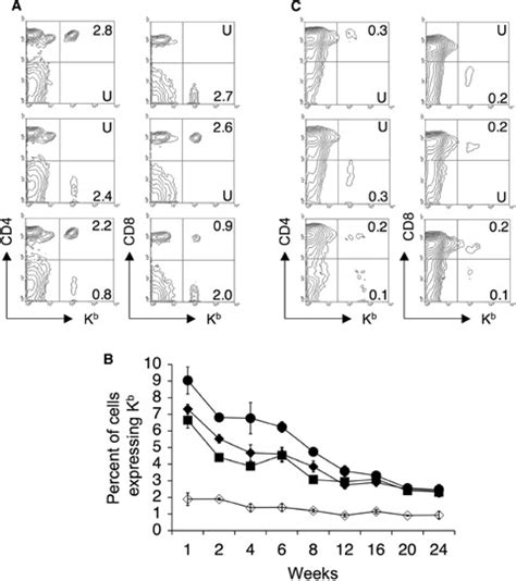 Long Term Survival Of Adoptively Transferred Mature CD4 And CD8 T Cells