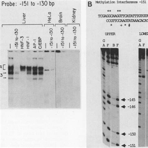 Definition Of The Hnf Binding Site Within The Ttr Promoter Region