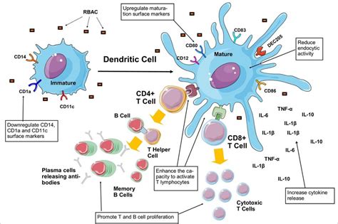 Rbac Stimulates The Maturation Of Dendritic Cells By Downregulating The