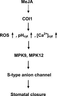 A Simple Model Of MeJA Signalling In Arabidopsis Guard Cells MeJA