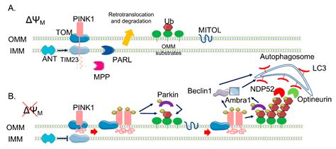 Ijms Free Full Text Pink Parkin Mediated Mitophagy Ca