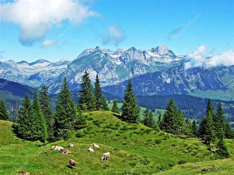 Vacas En Los Pastos De Las Laderas De La Cordillera De Alviergruppe Y