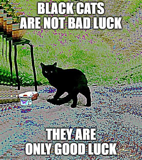 Good Luck Cat Meme