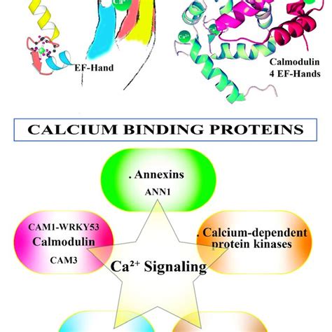 Calcium Binding Proteins The Top Cartoon Illustrates The Canonical