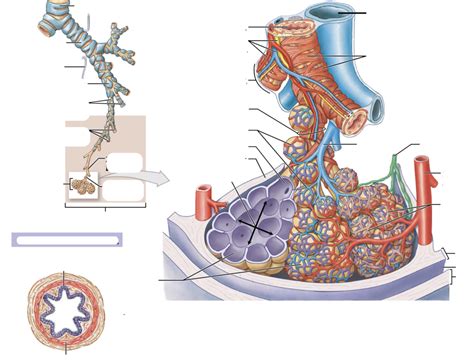 Pulmonary Lobule Diagram Quizlet