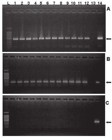 Pcr Amplifi Cation Of The Nptii A Uida B And Vird C Genes