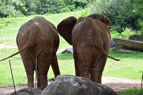 Two Elephants Standing Side By Side Stock Image Image Of Standing