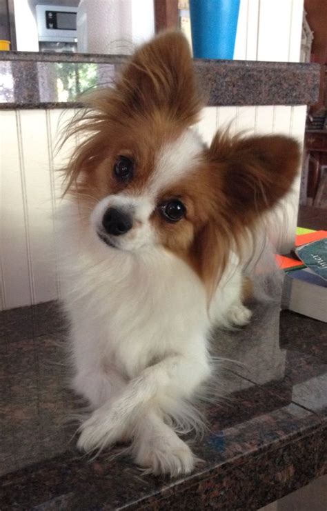 Barkpost Papillon Dog Puppy Cute Dogs Images Papillion Puppies