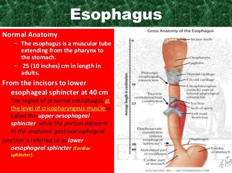 Esophageal disorders