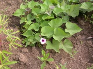 Patate Douce Plantation Culture Et R Colte