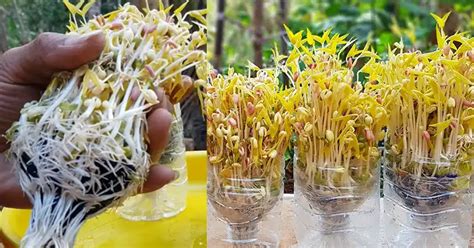 How To Sprout Mung Beans In Plastic Bottles Plants Gardens