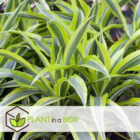 Plant In A Box Dracaena Fragrans Deremensis Lemon Lime 130 140cm