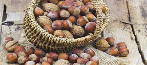 Hazelnuts In Folklore And History Daves Garden