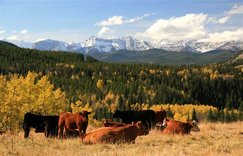 Cattle Ranching In The Alberta Foothills Alberta Cattle Feeders