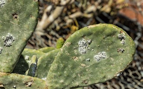 Cochinilla en las plantas Daños Especies y Control efectivo