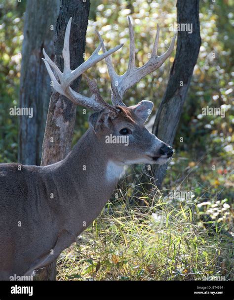 White Tail Deer Stags Stock Photo Alamy