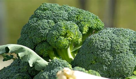 Broccoli Farming Guide 2024