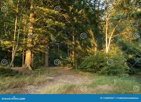 Ecosystem Nature Woodland Temperate Broadleaf And Mixed Forest