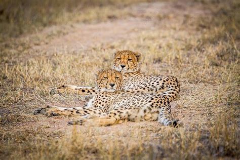 Two Cheetahs Laying In The Grass Ecotourism Cheetah Wilderness Photo