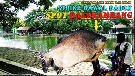 Mancing Ikan Bawal Babon Monster Spot Mancing Di Balekambang Solo