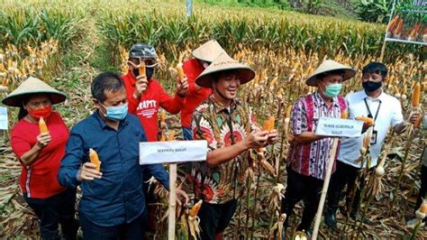 Sulut Runner Up Penghasil Benih Jagung Nasional Wagub Sulut Punya