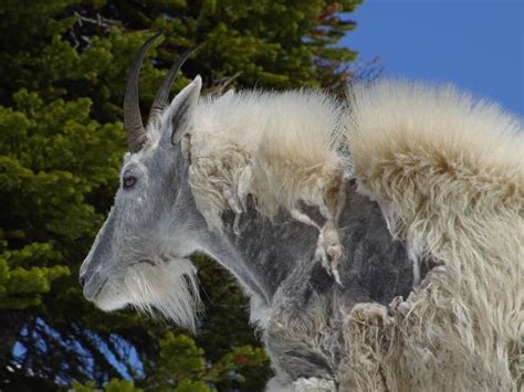 Mountain Goat Pictures Photos And Images Of Animals Science For Kids