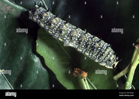 CITRUS BUTTERFLY CATERPILLAR PAPILIO AEGEUS Stock Photo Alamy