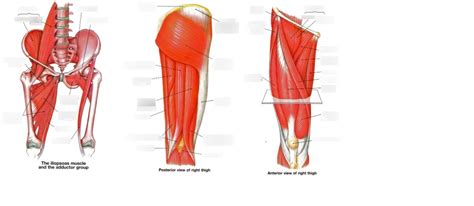 Hip And Knee Muscles Diagram Quizlet