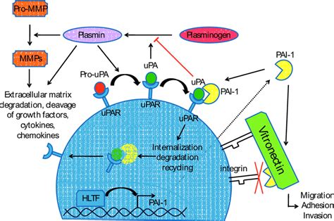 Schematic Representation Of The Plasminogen Plasmin System See Text