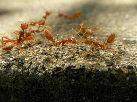 Top 10 Things To Know About Fire Ants Carolina Pest