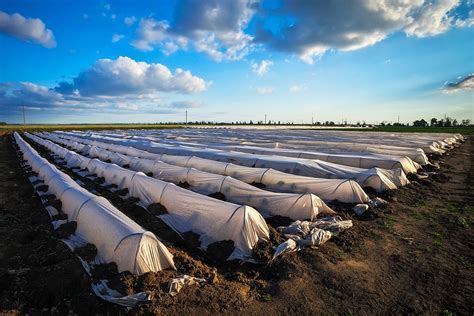 Greenhouse Farming Revolutionizing Sustainable Agriculture