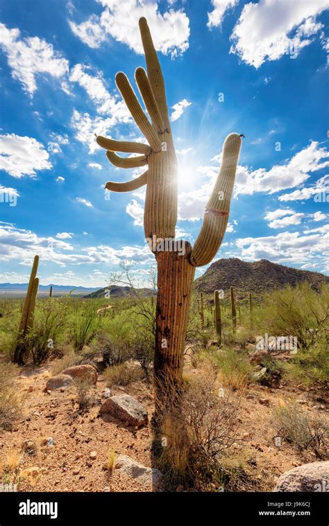 Saguaro Cactus At Sunset In Sonoran Desert Arizona Stock Photo Alamy