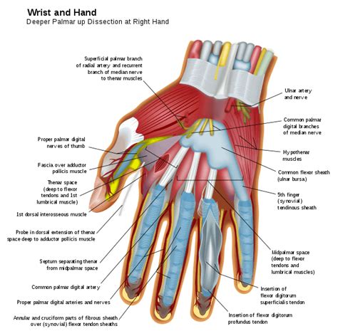 Parts Of The Hand Diagram