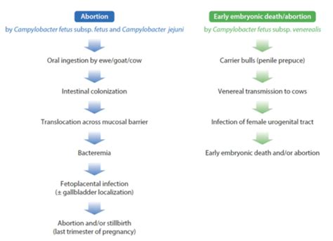 Gut Microbiology 3 Campylobacter And Lawsonia Flashcards Quizlet