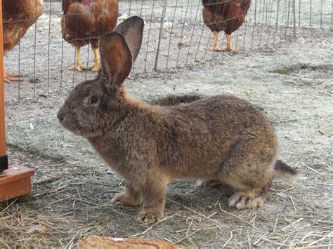 IWAN RABBIT FARM: KELINCI FLEMISH GIANT