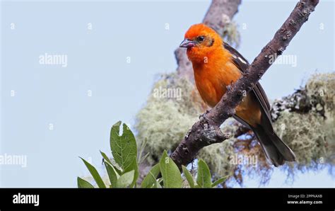 Male Flame Colored Tanager Bird Of Costa Rica Stock Photo Alamy