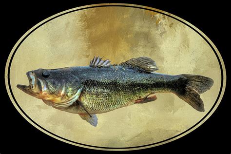 Largemouth Bass Photograph By Donna Kennedy Fine Art America