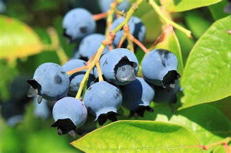 Blueberry Varieties Learn About The Different Types Of Blueberry