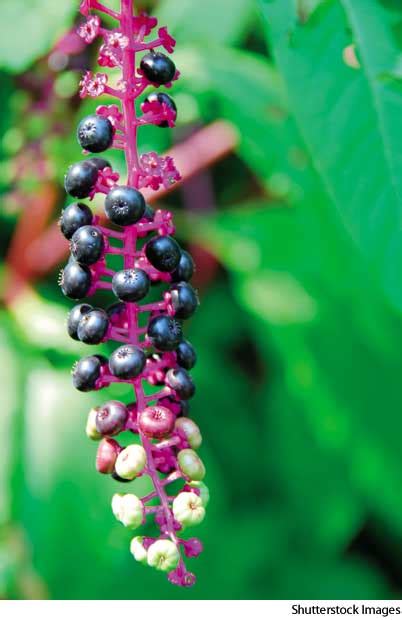 American Heritage Dictionary Entry: pokeweed