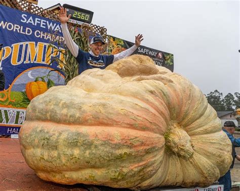 Anoka Man Grows Biggest Pumpkin In North America At 2560 Pounds