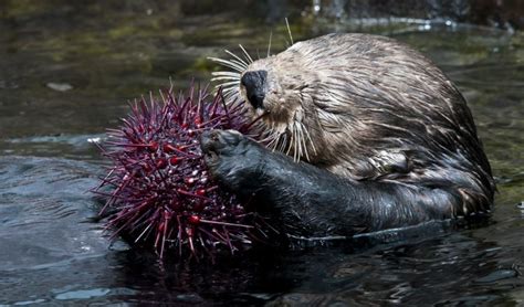 The Phantom Speaks: Kelp, Sea Otters and a Diet to Save the Planet